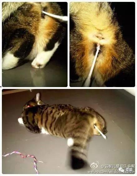猫发情棉签法视频,猫发情棉签法操作步骤详解